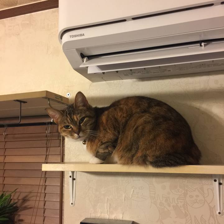 A7c09106 7389 47e8 a126 e294ff754a9d 1547125815842