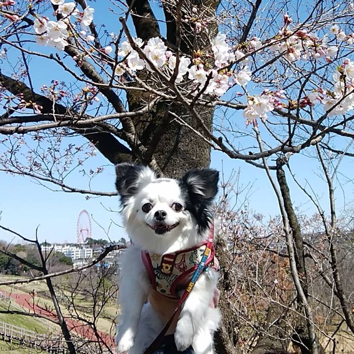 A7c1b682 e017 4f89 a108 2bfd6024dea7 1584771376824