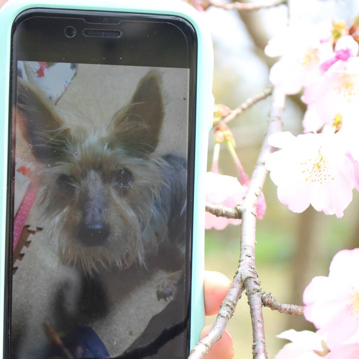 A7c21c0d b664 4736 9027 2e07993818f9 1553842023010