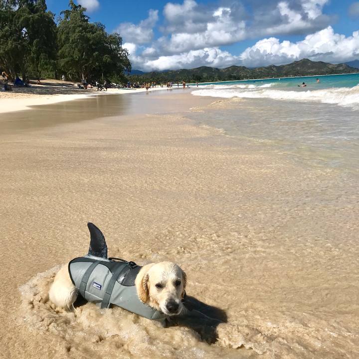 A7c25ab1 f46a 4cd6 83e3 0a807111517d 1549412265176