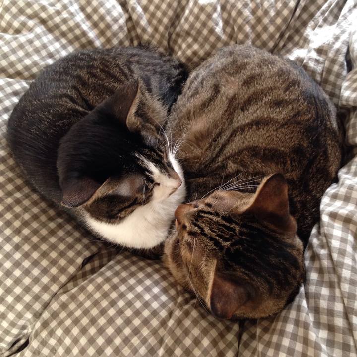 A7c29c60 58ae 4f96 aef1 f08bae2fbced 1509413263111