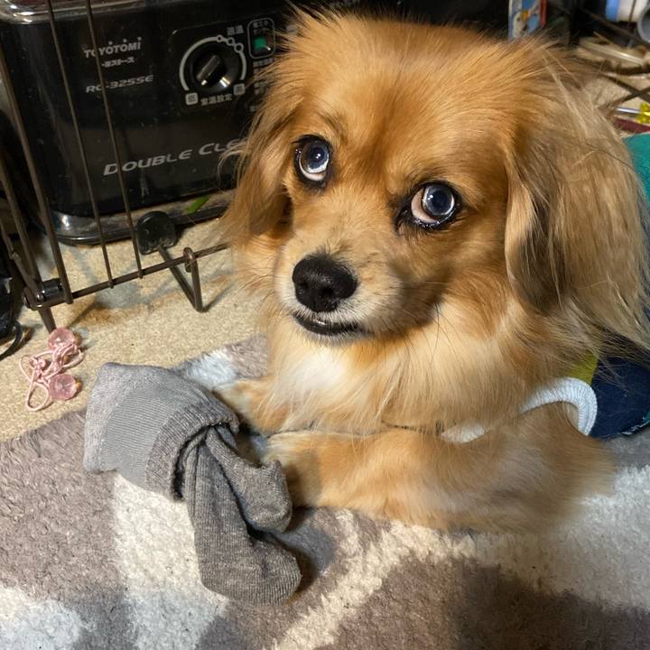 A7c2cd7e c4d1 4952 85d4 f2c46c1502fe 1575840463646