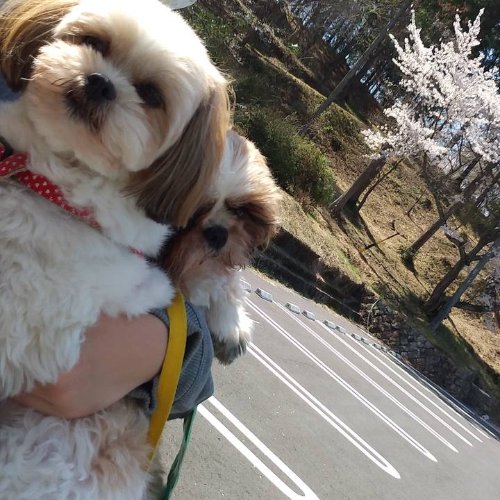 A7c35771 8b2c 4c05 a1d4 694b63178f8f 1586405025310