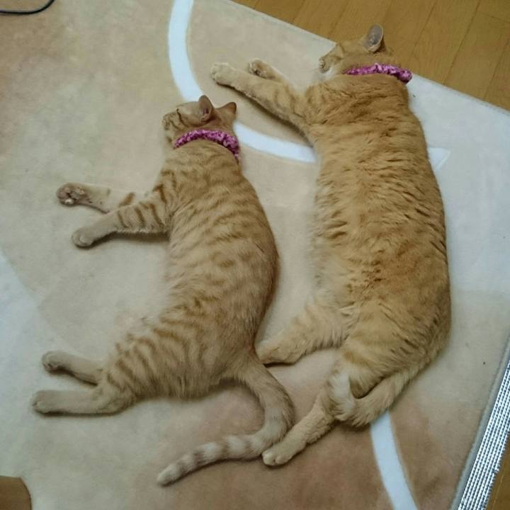 A7c3d520 906a 4ded b338 3f0afc92fa59 1549235831591