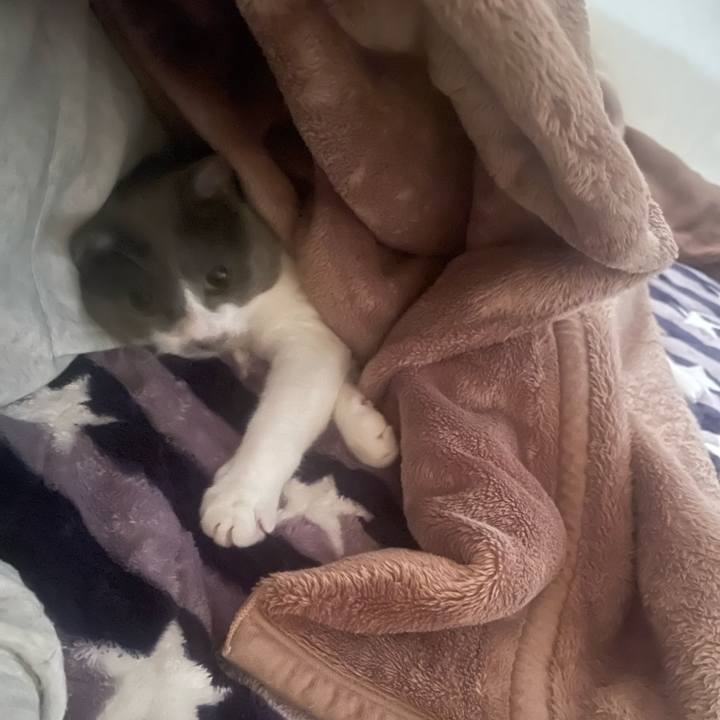 A7c4b6a9 7363 48f6 b2b8 ec3cb4609a15 1698271027738