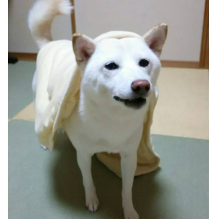 A7c4ecf8 e305 414c 9047 bba240be1e72 1542715563881