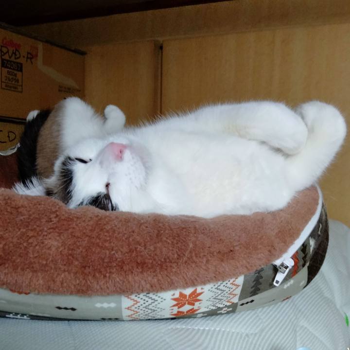 A7c93ca5 b84a 4604 ae38 1e818b73a886 1680370534867