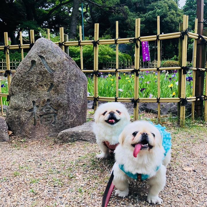 A7cb25c0 97d3 4a9b a398 c8ae77436a8c 1559876294332