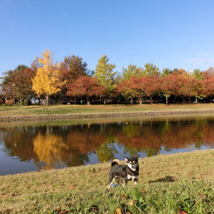 A7cb84d6 0856 4e1a b728 d96b3a9e4a94 1510529855318