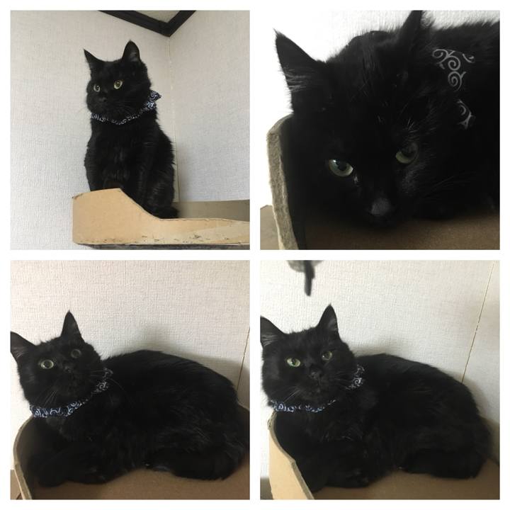 A7cd44a4 2ab1 41db a563 d8f03bf3ee8c 1546336939289