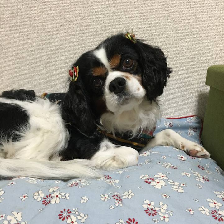 A7cee145 ea69 48e4 be0f 42d7ea4482a4 1513038823685