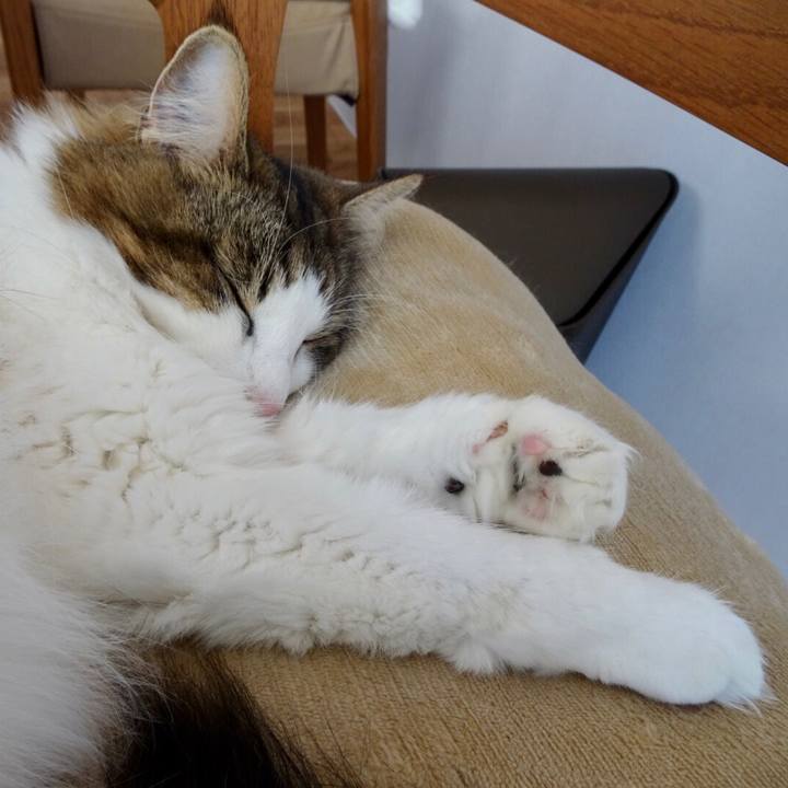 A7d086fb 3665 4c00 a501 7fca45156db4 1542285167268