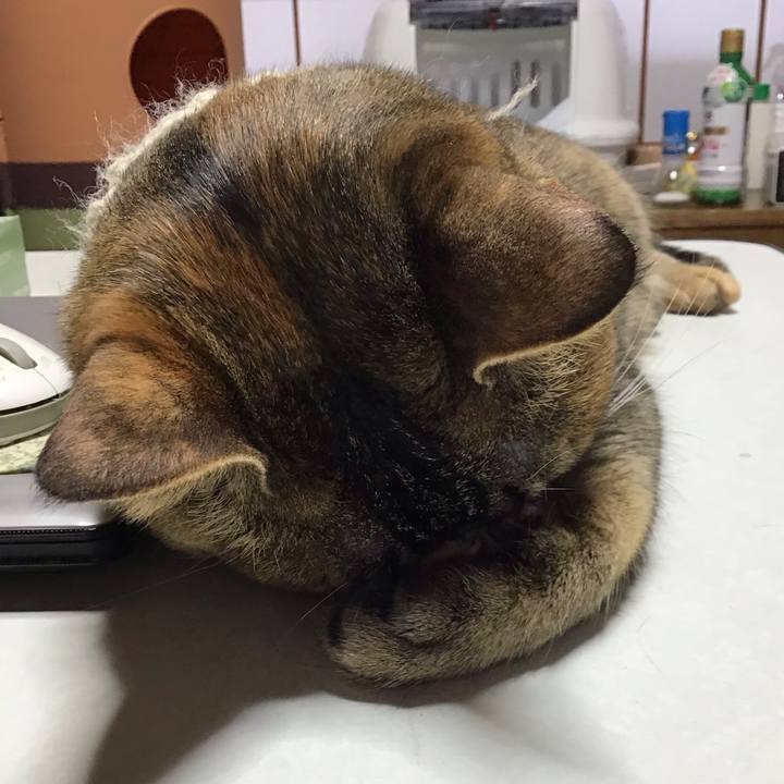 A7d09edd d5af 4fc7 b7c9 f4053904ca8c 1647904809438