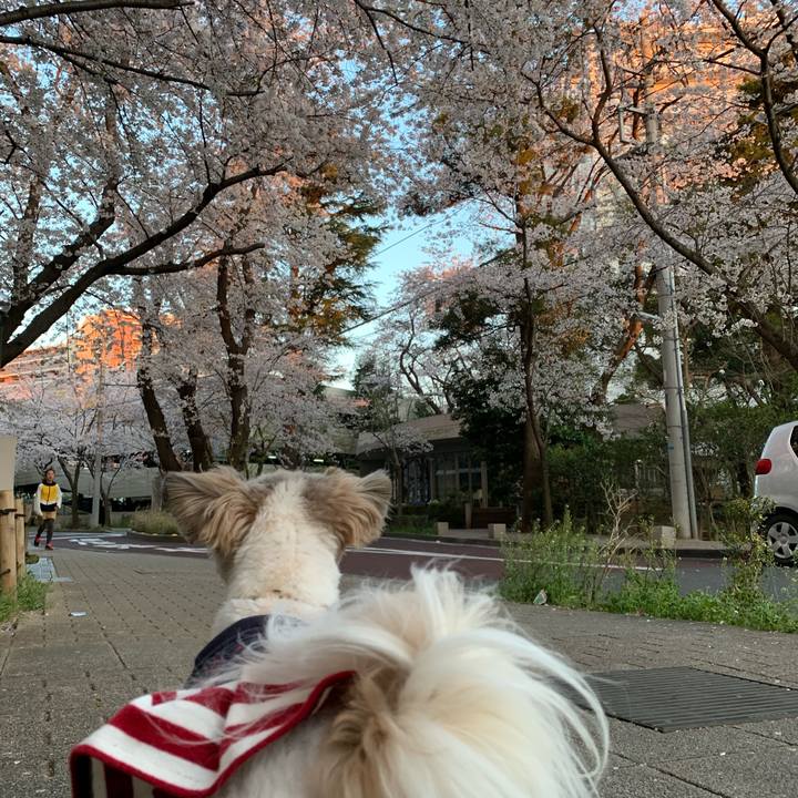 A7d17654 90ea 4a7c 9a72 b5e82d804887 1554420296818