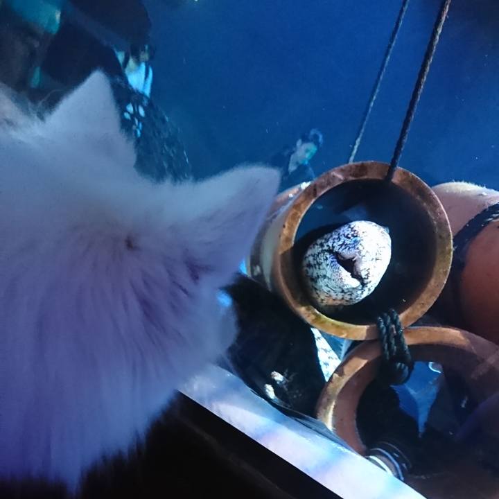 A7d2c784 8c67 4db2 a43e 7d33e475b86f 1541823914656