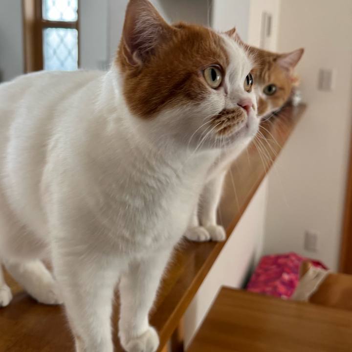 A7d82044 89a8 483f 9e41 05b5b9f74f1b 1766798261507