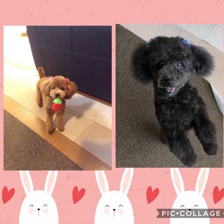 A7d9e228 1062 43d6 995b f48bd9cb8167 1586677809850