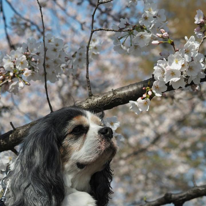 A7da05f0 06d8 442d 9c00 82e6e4784eec 1521944484532