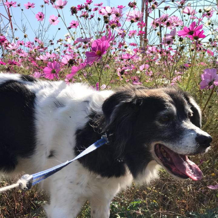 A7da2066 cf7f 45aa 8ec6 9de92478edc1 1541498939381