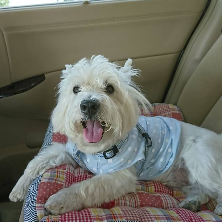 A7dae6a3 ed09 4c9e a4cd 03c3d4c697f6 1531543499499