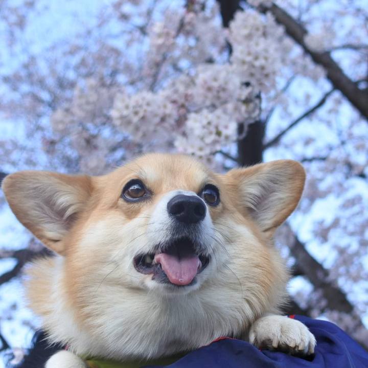 A7dbe8ed dedd 4486 84c4 7be7b67d90b6 1586093624545