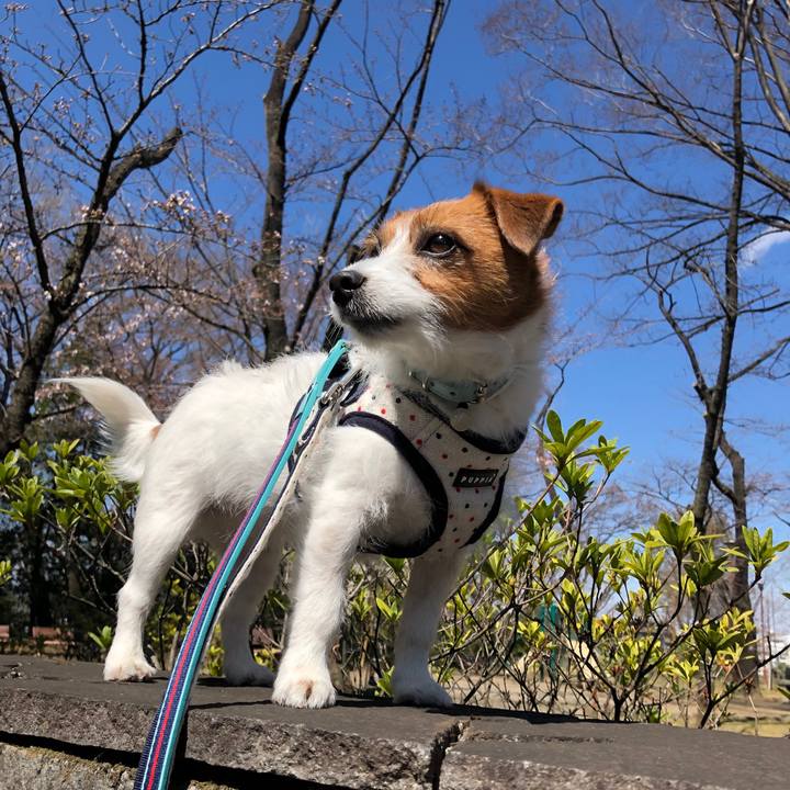 A7dc241e 041e 47d2 9011 a2d6849d747d 1553399470817