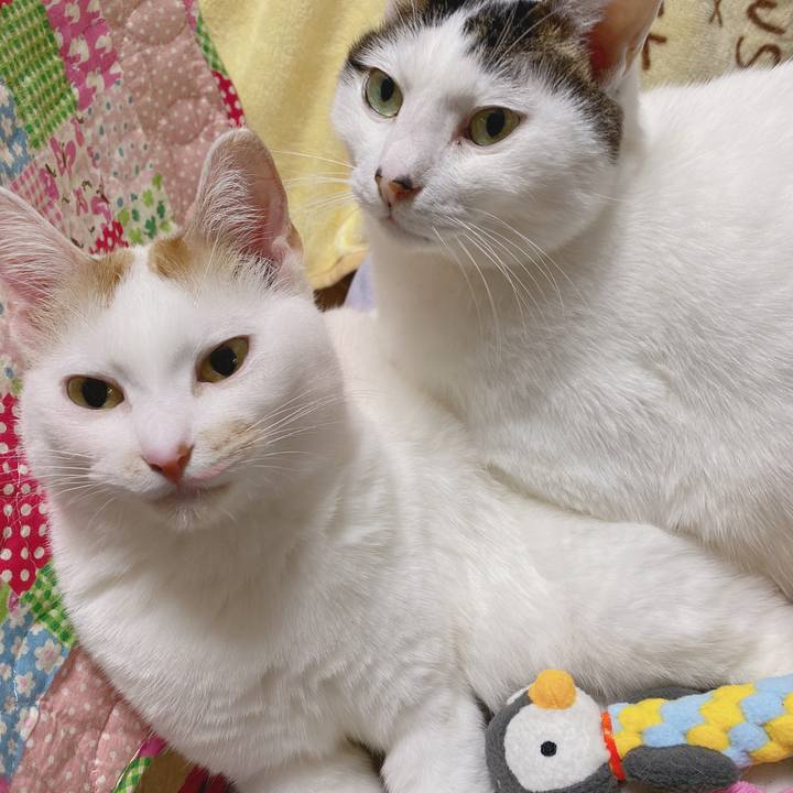 A7dc7efc 0d53 4b6d 827f 3ee654cdb0ae 1585464873336