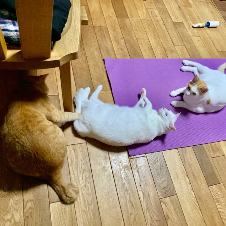 A7dd8c84 6c08 4483 8b92 6983eeee7984 1590934204841