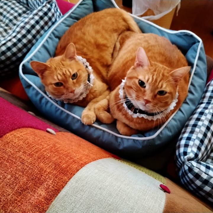 A7de0809 ecda 4b24 880d 12aeeca21967 1599521571378