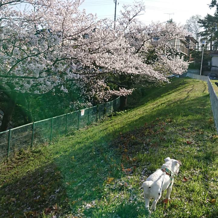 A7de50f2 530b 4dc0 8161 6afc7f2be3f4 1585783621298