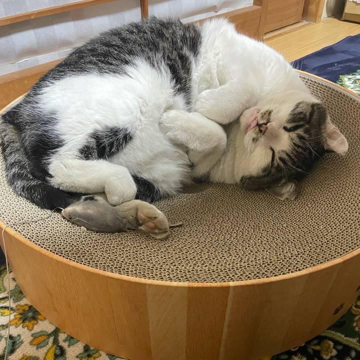 A7de8af2 821e 45bb 83ae 33d7003bc965 1636022965467