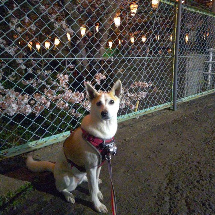 A7e40483 7513 46cf bd96 0c195cf6d4ce 1648974688766