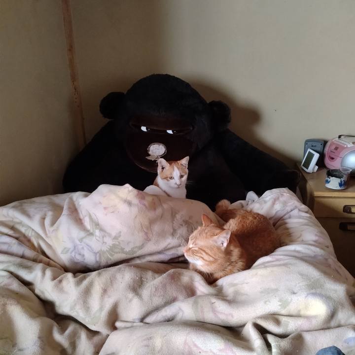 A7e52325 1f46 45b2 b050 a6bf3e37f008 1740051206696