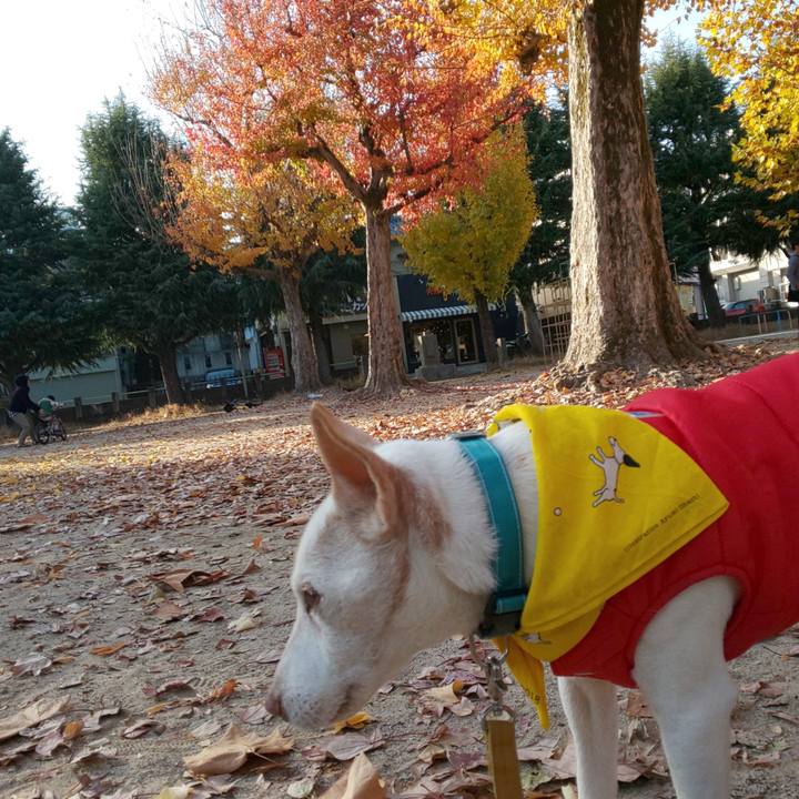 A7e6d850 dc3f 4644 b123 daaaf26278b2 1543730165596