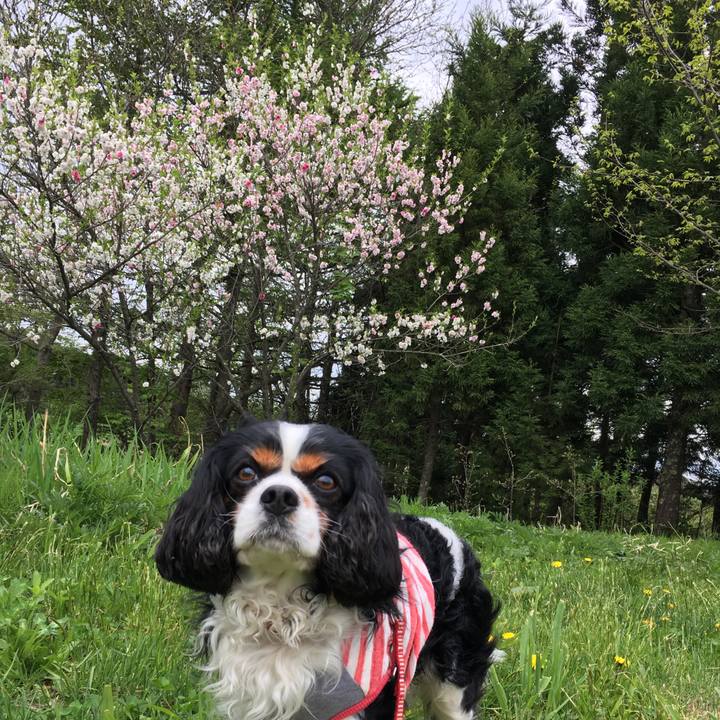 A7e6e7df 34de 432e a7a5 6ea53651f34f 1525841867060