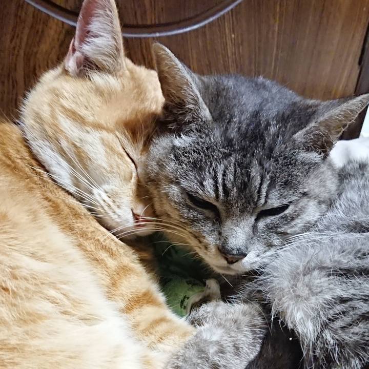 A7e8216e ab50 4ce9 8e45 f4bbb5d84562 1587126021863