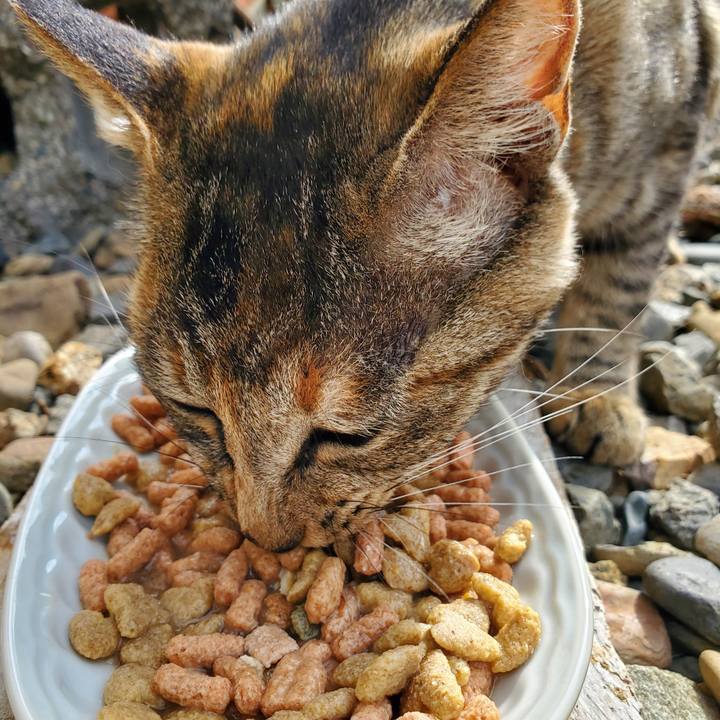 A7ea2378 b0db 40e9 9a2b c2fbb8a0d9cd 1744266684974