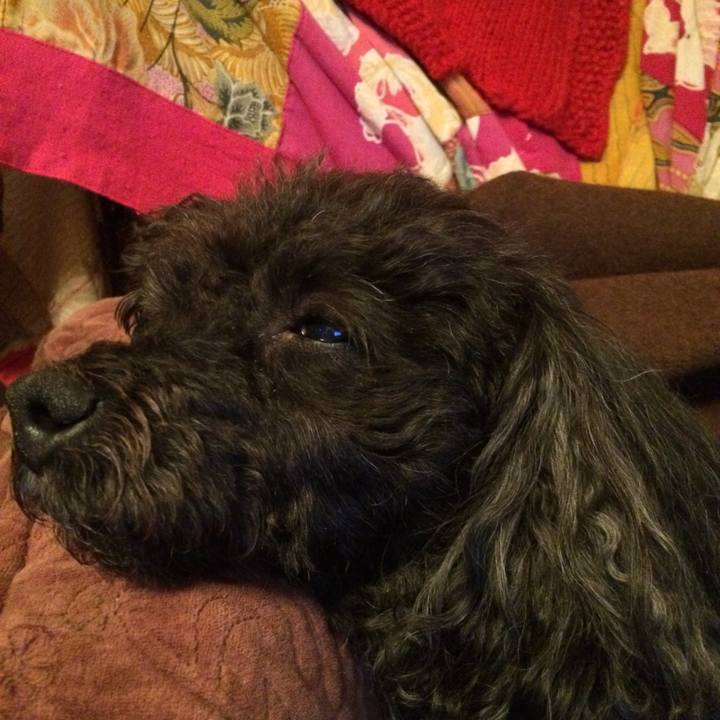 A7ea5f1d cfff 4555 ab67 618a73b8d8aa 1514719332438