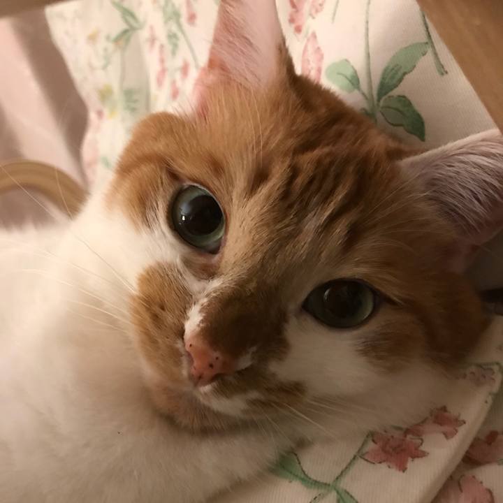 A7eb043d 0ec8 4df8 9ed5 3d7cb83fc071 1524221340781