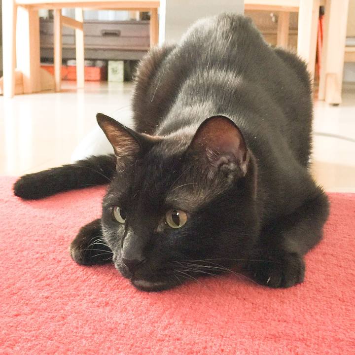 A7ecaed9 5d26 44db 92f1 1a872aec070f 1518828729086