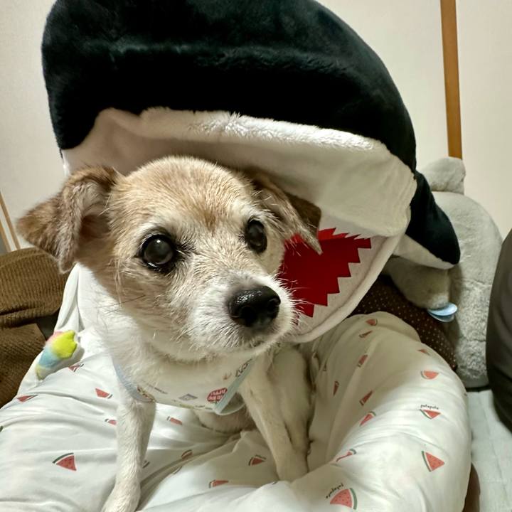 A7f0b90d 583b 4231 936f 8d64e03fd398 1752921037604