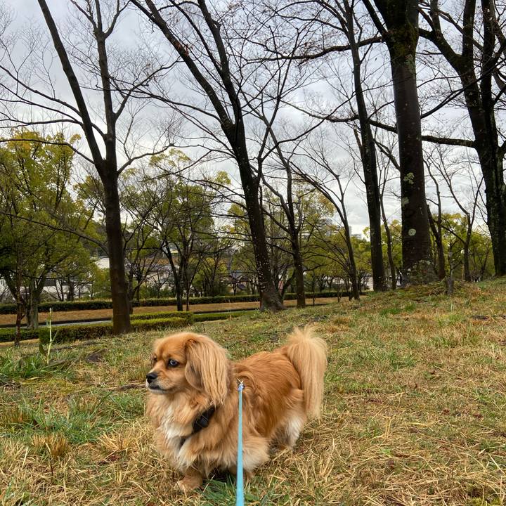 A7f2f27b bb98 47af a0bf 9adc999a5d72 1585354446608