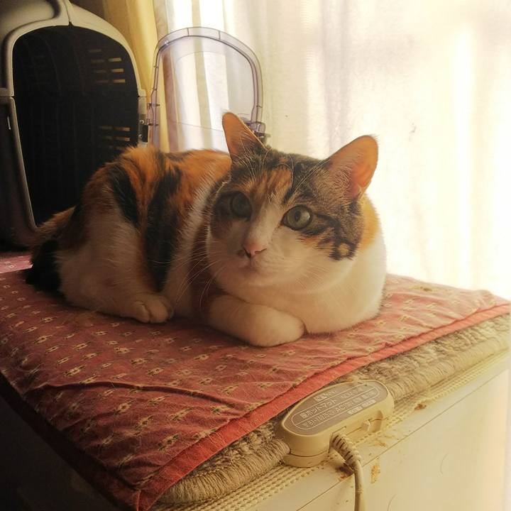 A7f951d2 43cd 4ff1 94a2 2ad15628ceb8 1526945438437