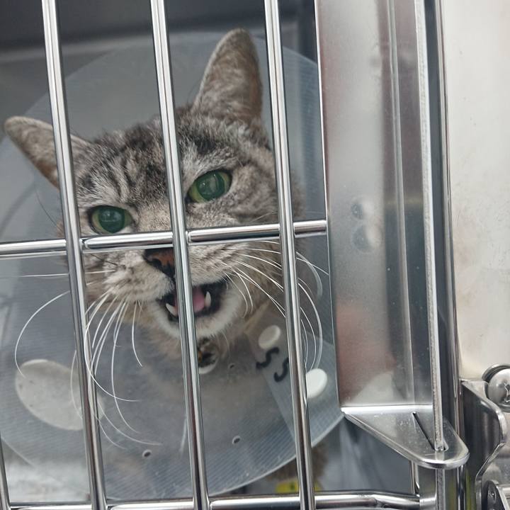 A7fb8d9e fb9d 4bc1 9946 5d3e80971195 1585797355114