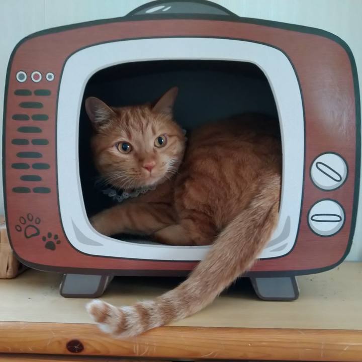 A7fbd3ef a078 4ca4 86fc 03563a879599 1627358690076