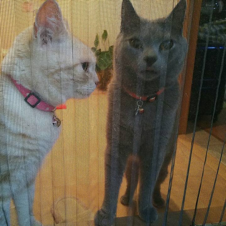 A7fffb68 688f 4b84 ae3b 7f3490562953 1529750589894