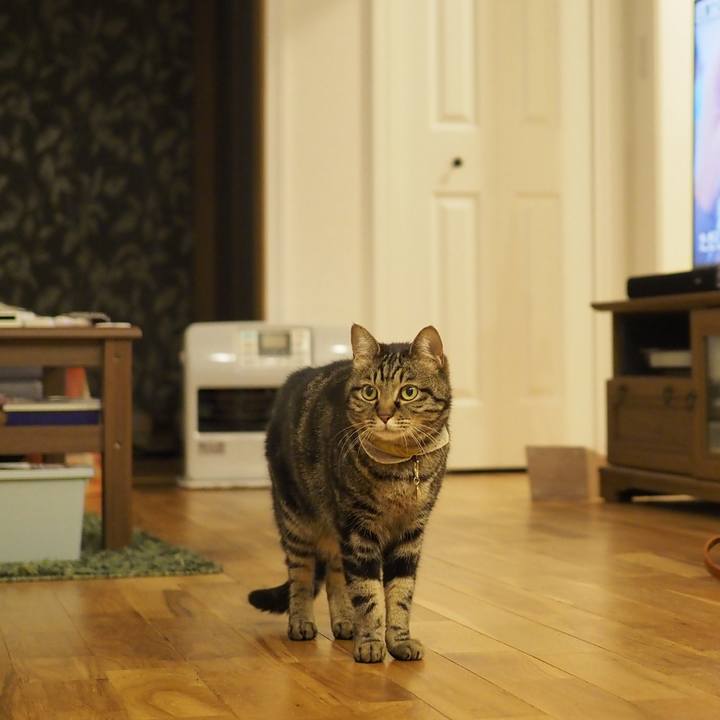 A803bf16 0085 4b30 8895 0493d4d1d79e 1713874711759