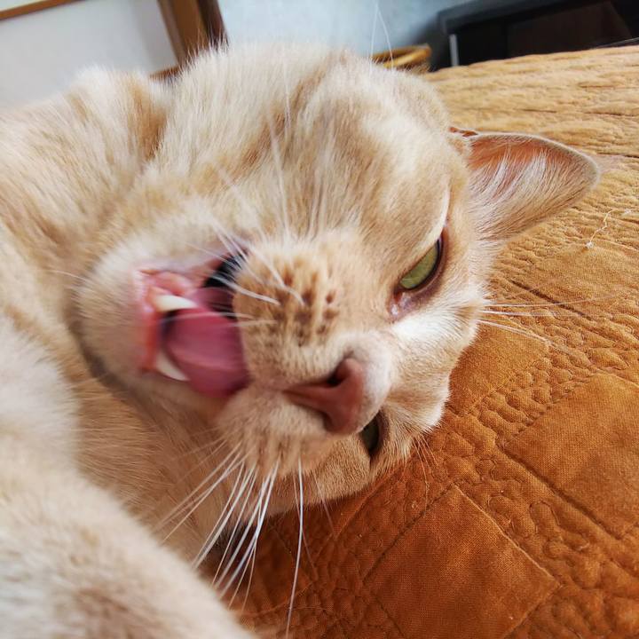 A806b0a5 b6b8 4c2a 8b9c 9f72a99d33c1 1597562104518