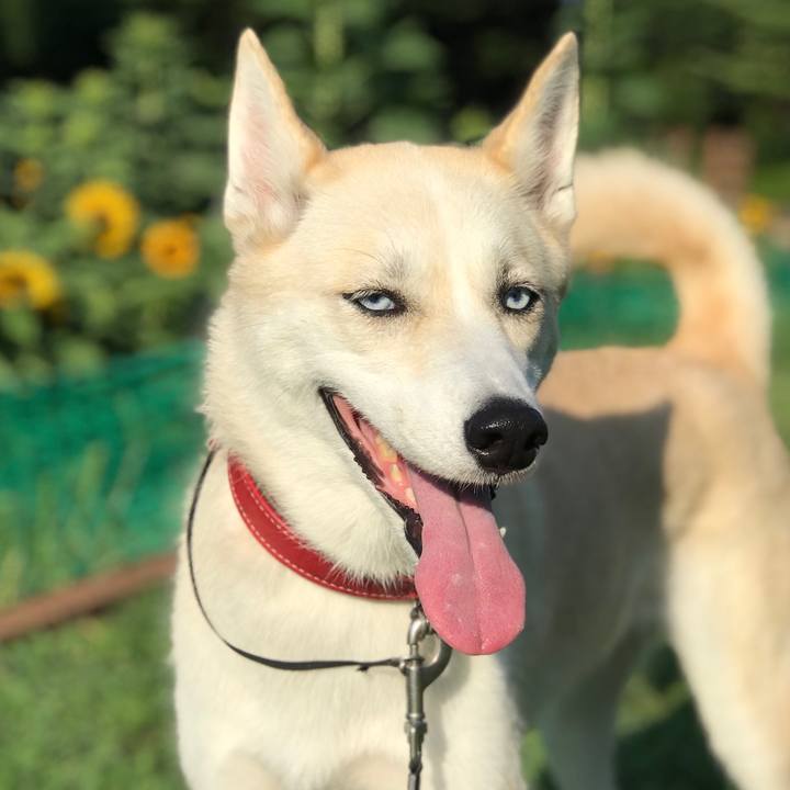 A80b2a2a d48a 42fa add6 bc67ddc83fdc 1533938111215