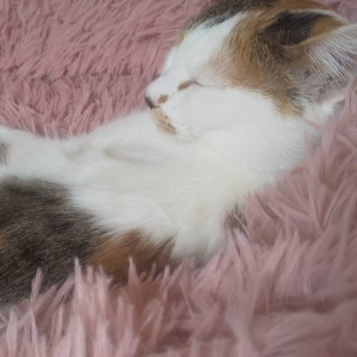 A80c09ff 0c45 4ee1 82f3 ba4d3fd06f3d 1741759350469